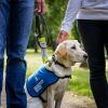 A guide dog puppy sits between two people, who are out of shot